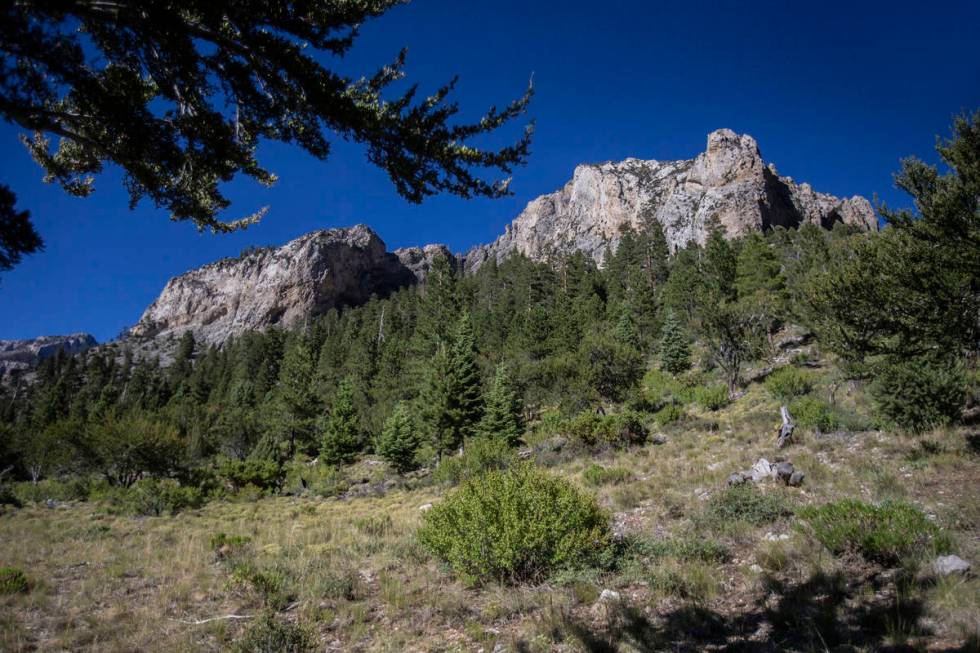 Mount Charleston on Tuesday, July 7, 2020, near Las Vegas. (Benjamin Hager/Las Vegas Review-Jou ...