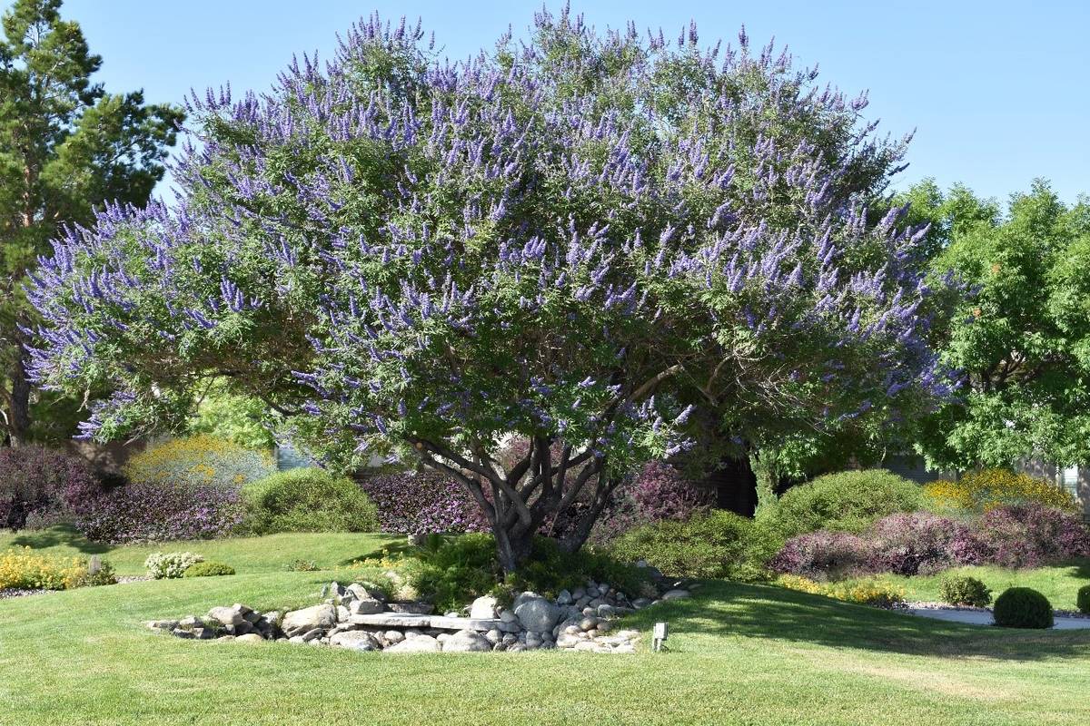 Vitex is small and grows very nicely in the heat of the desert if it gets water. (Bob Morris)
