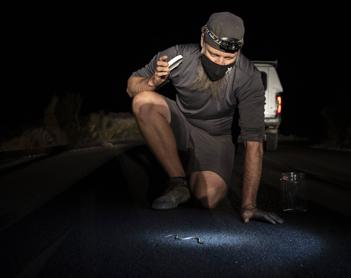 Jason Jones, Nevada's state herpetologist, observes a night snake during a species survey at Re ...