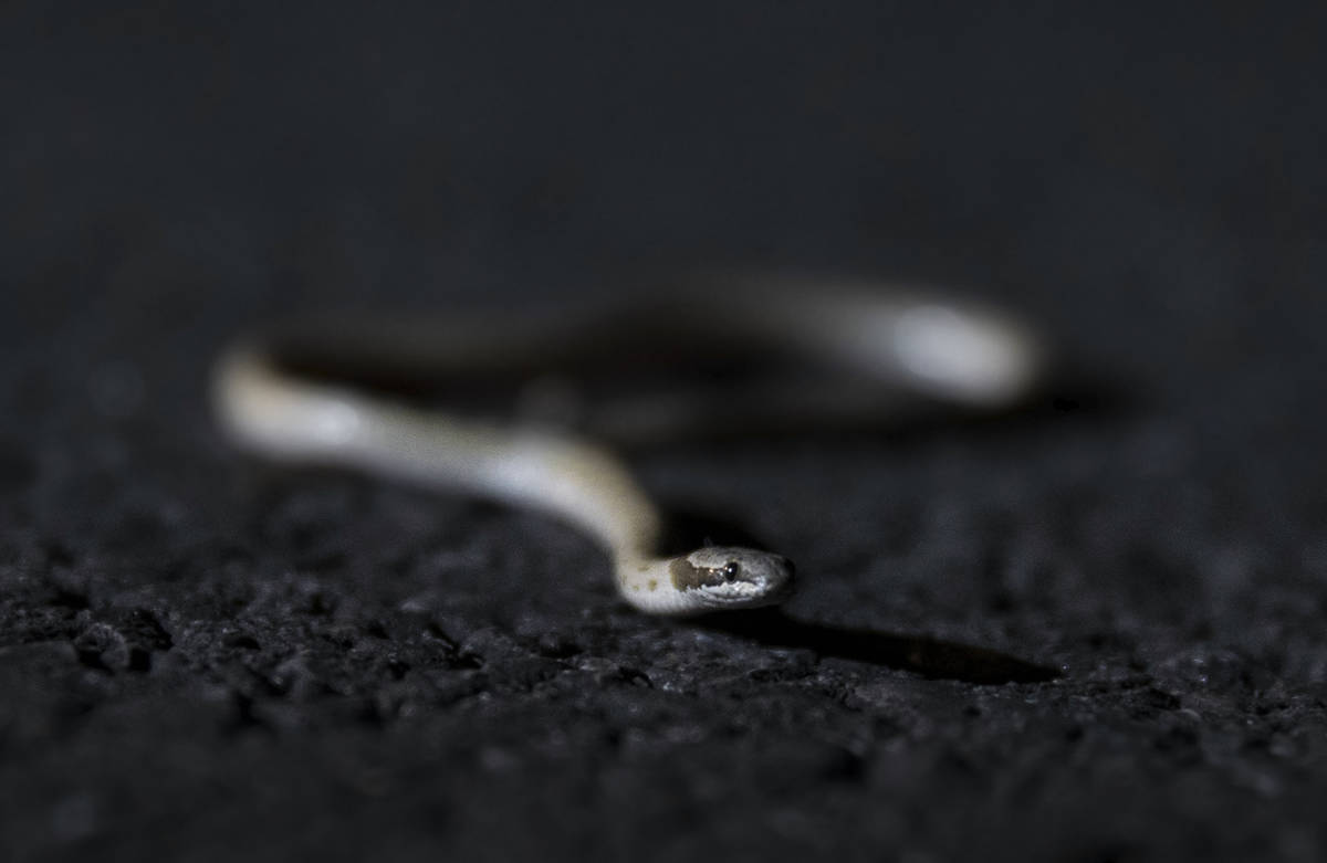 A night snake is collected and documented during a species survey at Red Rock Canyon National C ...