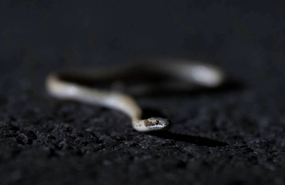 A night snake is collected and documented during a species survey at Red Rock Canyon National C ...