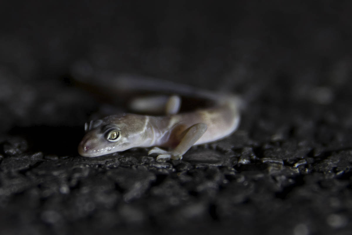 A gecko is collected and documented during a species survey at Red Rock Canyon National Conserv ...