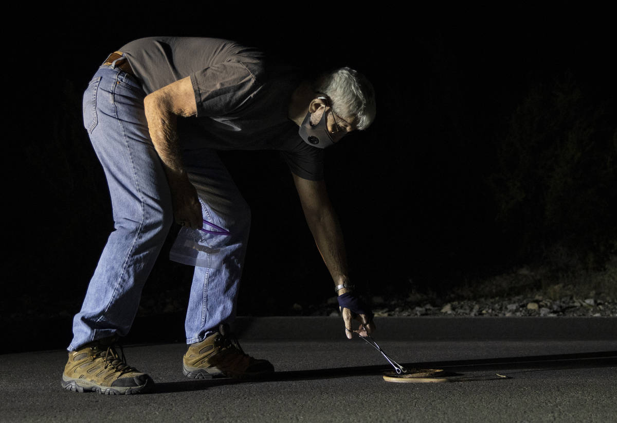 Bob McKeever collects a coach whip snake during a species survey at Red Rock Canyon National Co ...