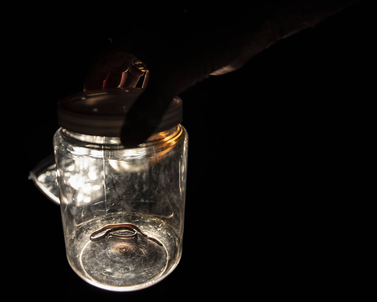 Bob McKeever prepress to release a night snake (in jar) during a species survey at Red Rock Can ...