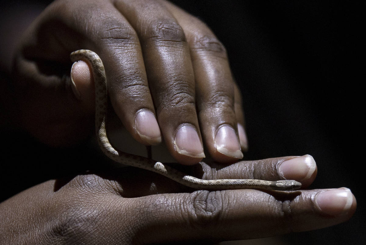 A night snake is collected and documented during a species survey at Red Rock Canyon National C ...