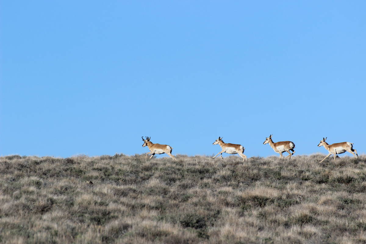 American pronghorn can run up to 60 mph, making them the fastest land animal in North America. ...
