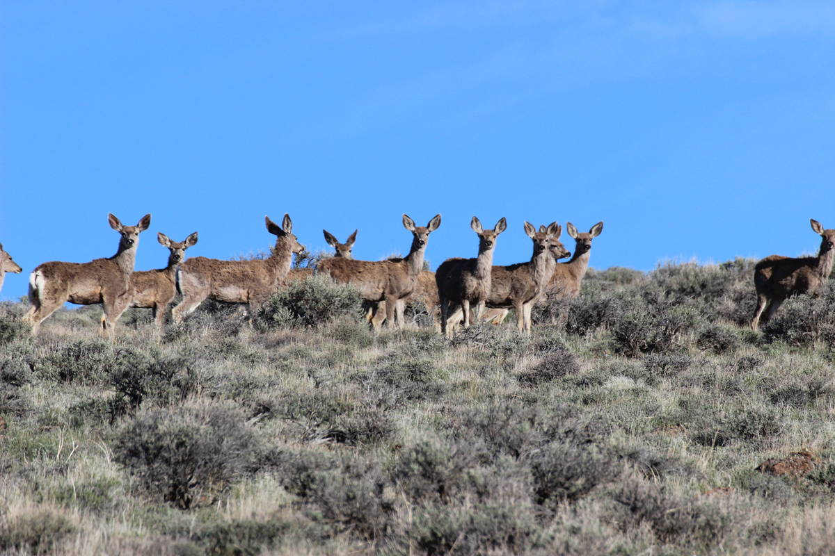 Besides pronghorns, mule deer are also seen here. (Deborah Wall/Las Vegas Review-Journal)
