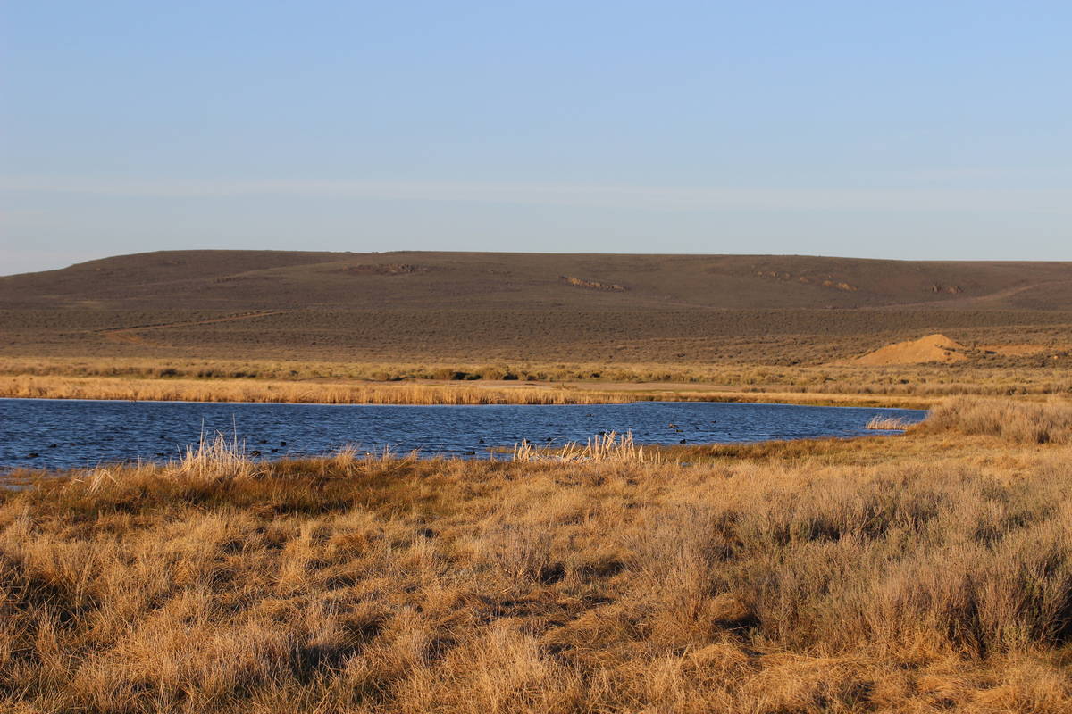 Sheldon National Wildlife Refuge is a land of diversity and home to open meadows of sagebrush, ...