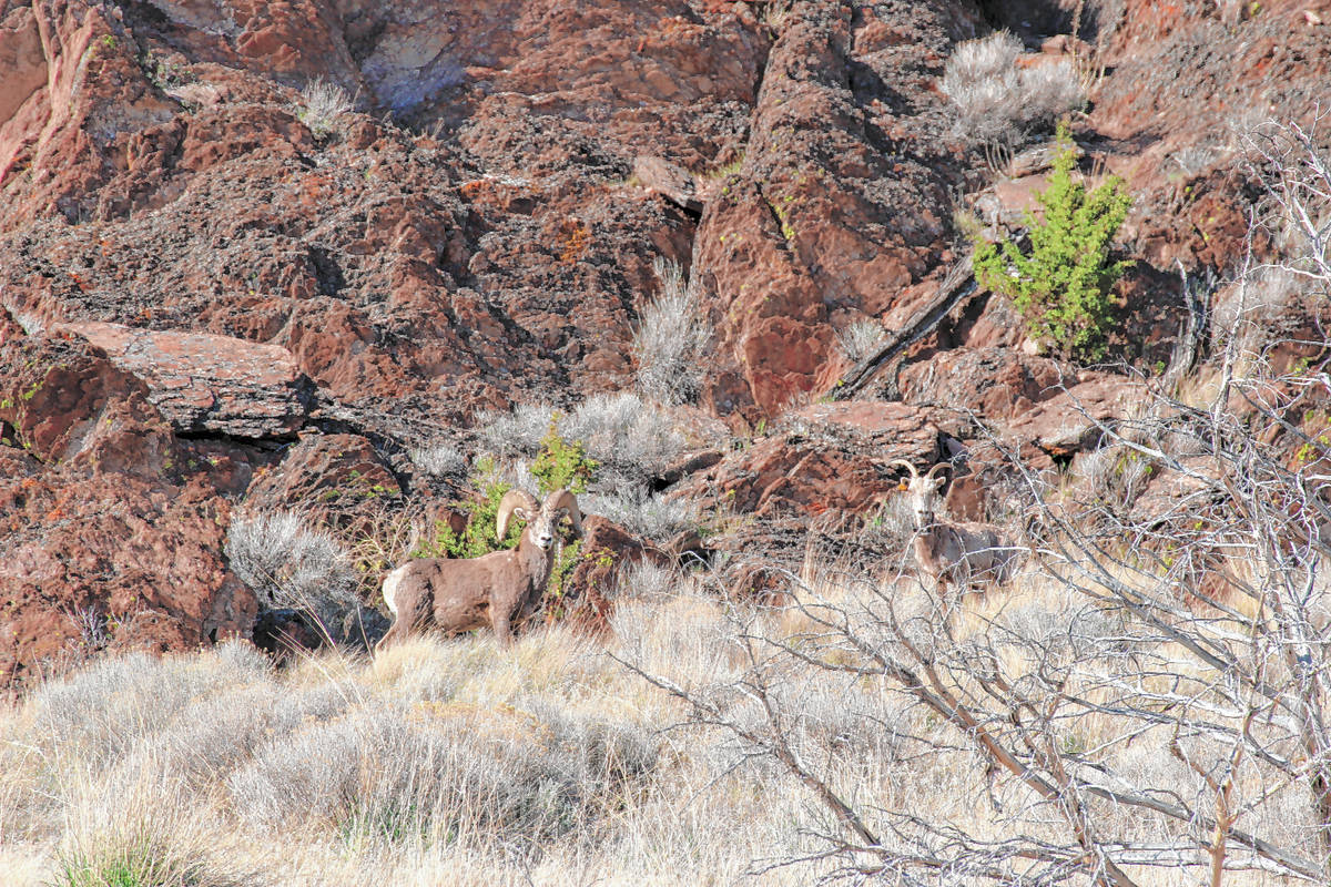 Look for California bighorn sheep in Sheldon’s canyons and the rocky tablelands. (Deborah Wal ...