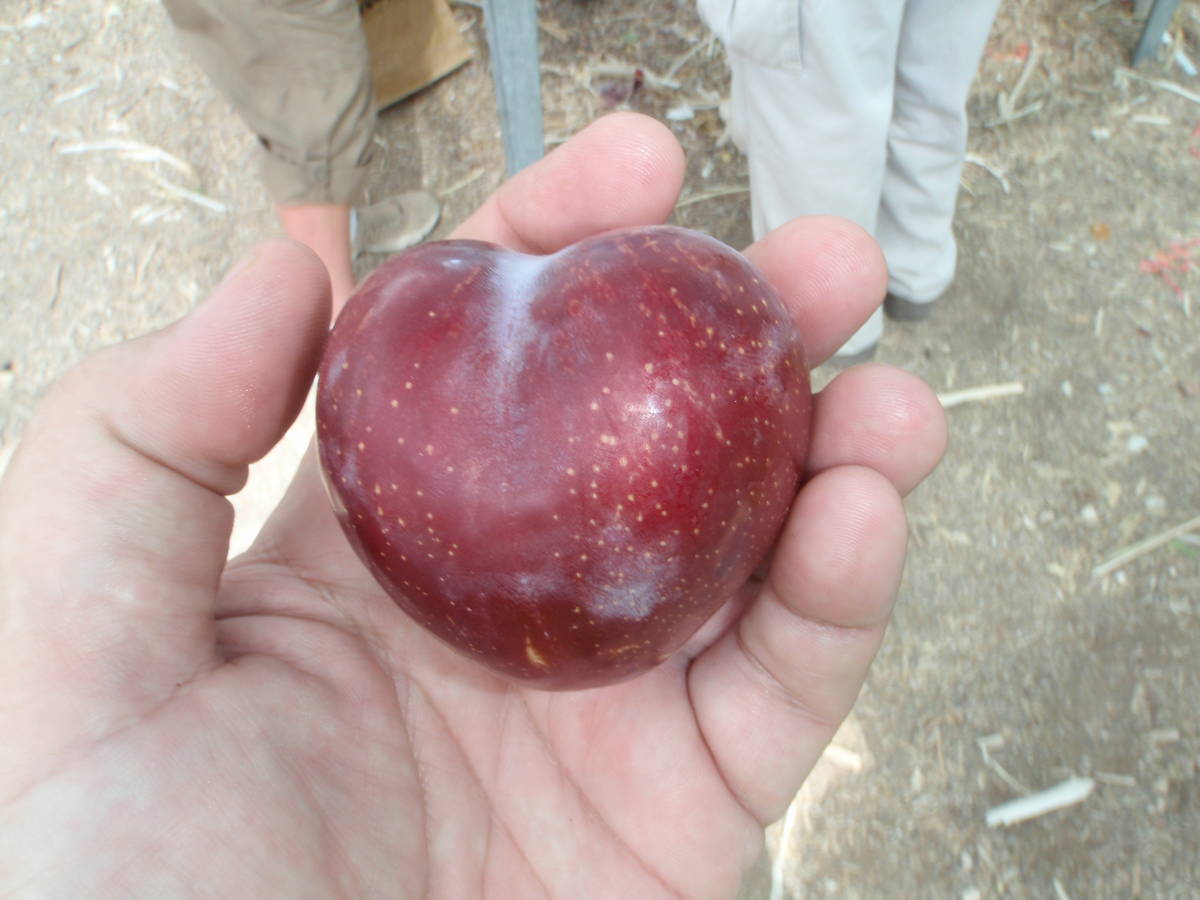 In Las Vegas, pluots are normally harvested from the end of July to the first or second week of ...