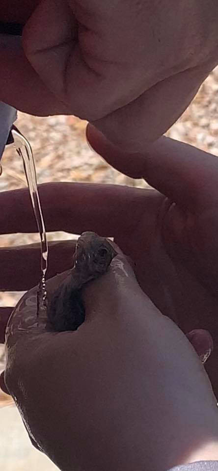 Firefighters help rescue quail chicks that were stuck in a storm drain Monday, July 20, 2020, i ...