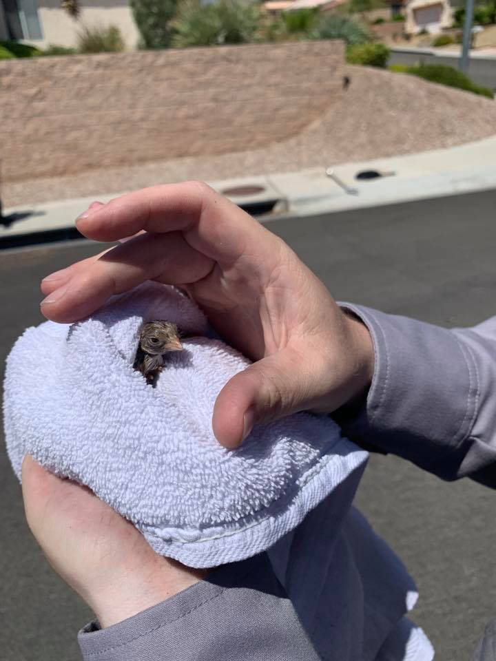 Firefighters help rescue quail chicks that were stuck in a storm drain Monday, July 20, 2020, i ...