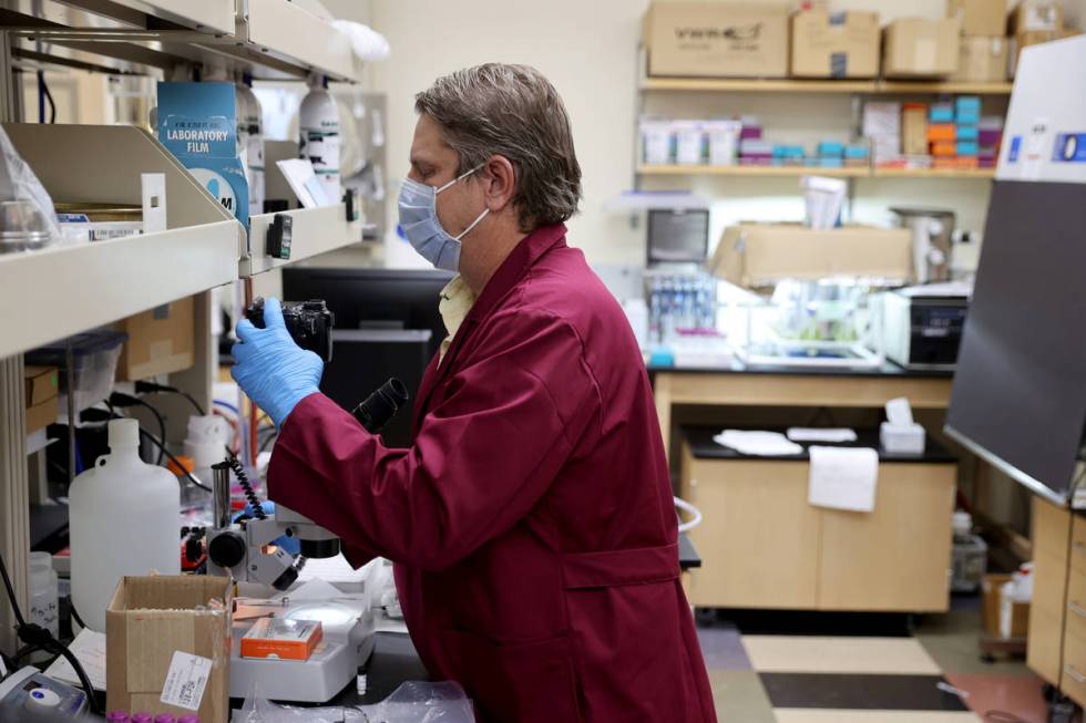 UNLV Professor Christopher Adcock takes a photo through a microscope in his lab on campus in La ...