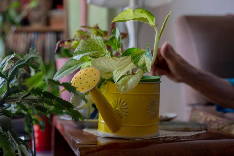 Sunset Garden Club president Nancy Bovill shows her planting system in her home in Henderson on ...