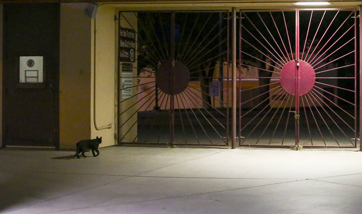 A cat walks towards the exit after the Las Vegas Lights FC lost 1-0 to Reno 1868 FC in a USL so ...