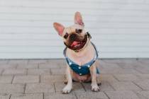 Tyrion, a 2-year-old French bulldog, was Mr. June in the 2020 Dogs of Downtown Summerlin calendar.