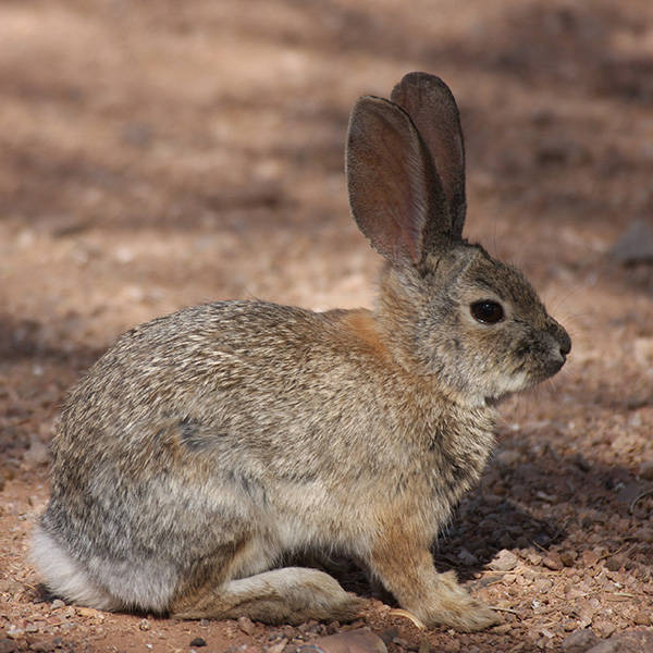 Desert Cottontail Rabbit, shown here, was the first recorded death in Nevada due to the virus. ...