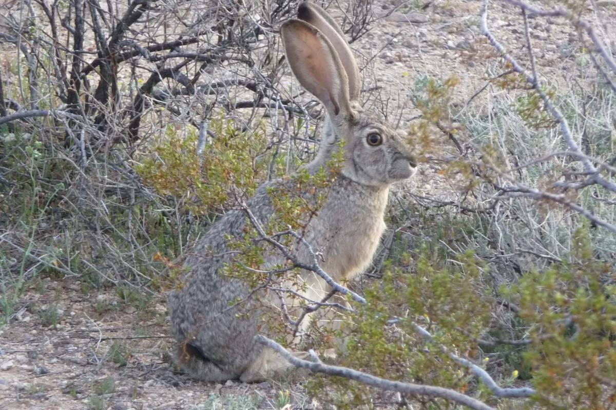 A black-tailed jackrabbit photographed by researchers in Cottonwood Cove, NV (Matt Simes/USGS)