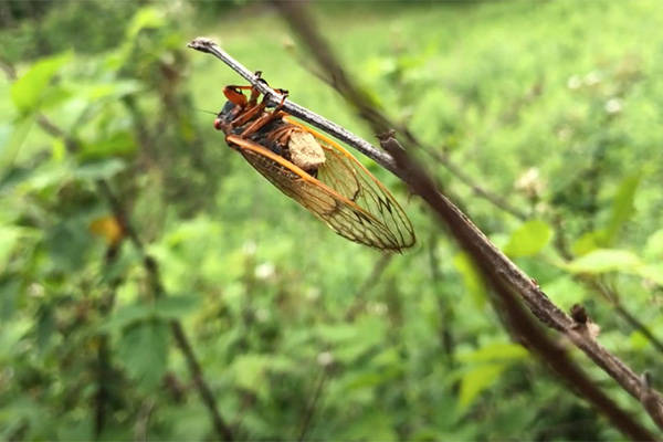 Cicadas are not a major pet, but have developed a bizarre lifestyle, according to WVU researche ...