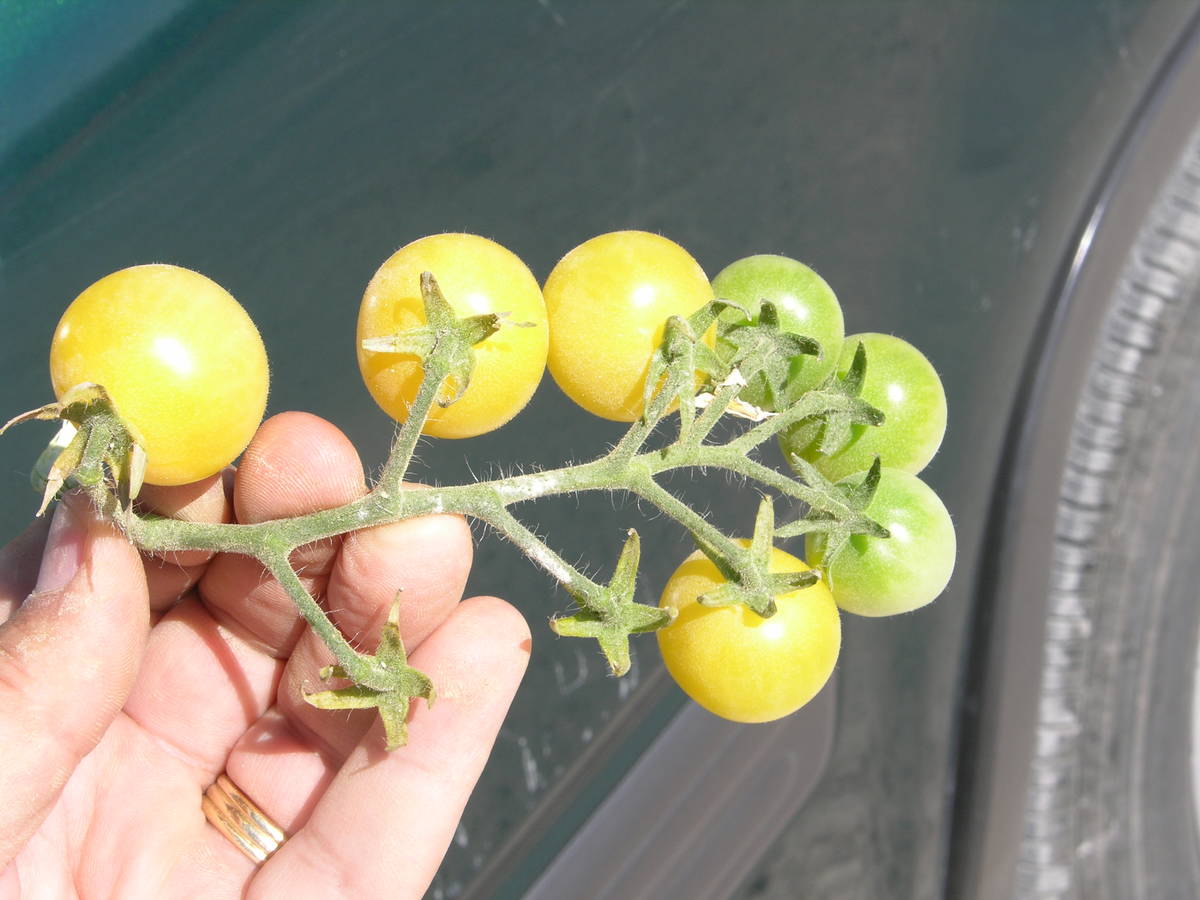 Snow White tomatoes are a medium-large variety of cherry tomato. Cherry, grape and pear tomatoe ...