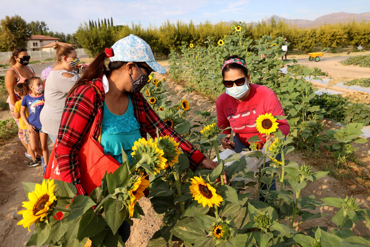 Minda Olson, left, and Luzviminda Legaspi of Las Vegas pick sunflowers at Gilcrease Orchard in ...