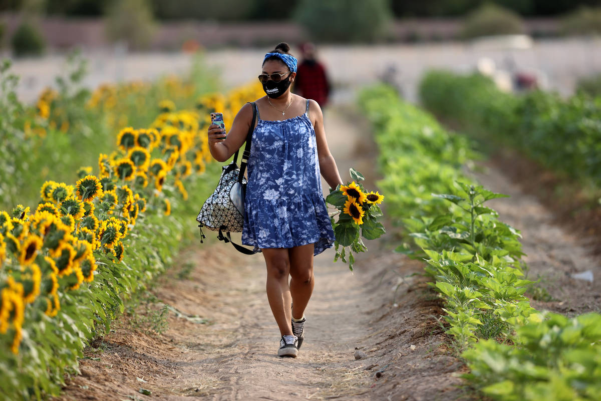 Cory Patt with sunflowers at Gilcrease Orchard in Las Vegas Thursday, Aug. 13, 2020. The farm, ...