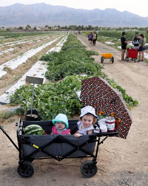Jenn Abreau with her daughters Millie, 9 months, and Stella, 2, at Gilcrease Orchard in Las Veg ...