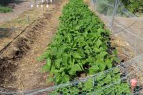 Beans are cool-season vegetables and should be harvesting before temperatures get hot. (Bob Morris)