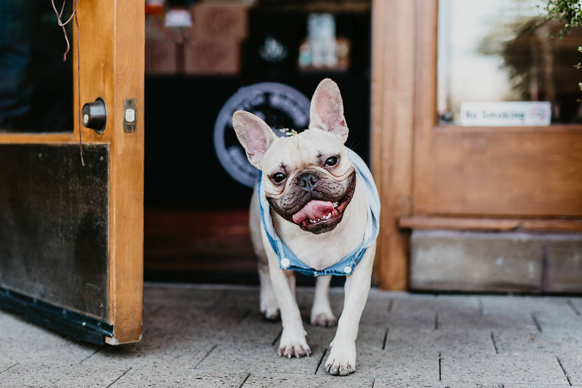 This pug enjoys the restaurants and shops at Downtown Summerlin. He was featured in the 2020 Do ...