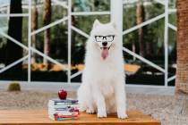 This Summerlin resident was featured in the 2020 Dogs of Downtown Summerlin calendar. The 2021 ...