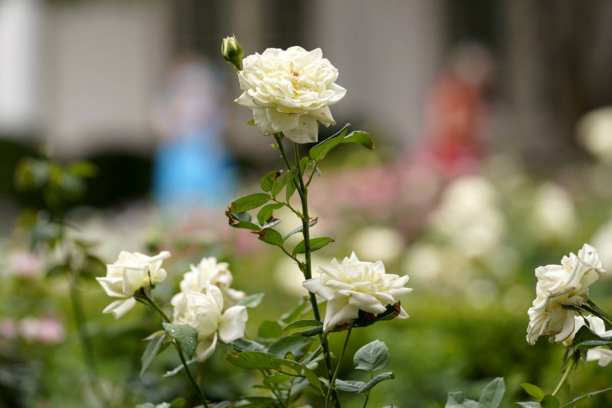 Roses are shown as journalists tour the restored Rose Garden at the White House in Washington, ...