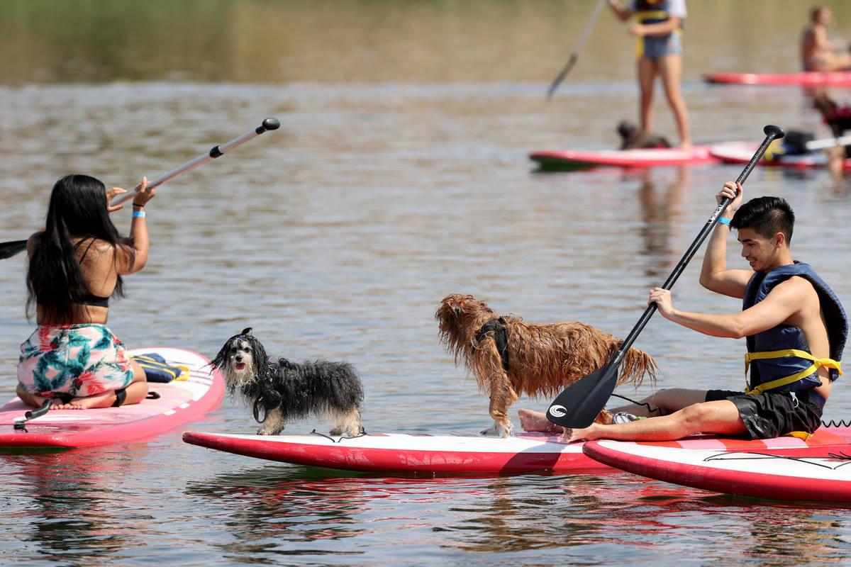 Dash Layson of Las Vegas paddleboards with his dogs Phoebe, left, and Macen during Bring Your D ...
