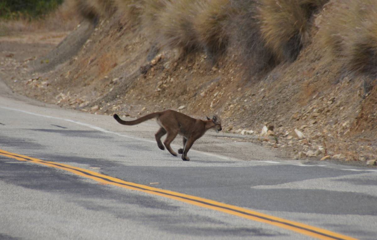 This 2013 photo shows mountain lion P-23 crossing a road in the Santa Monica Mountains. (Nation ...
