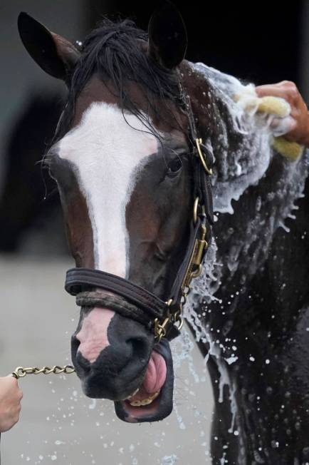 Kentucky Derby entry Tiz the Law gets a bath following a workout at Churchill Downs, Wednesday, ...