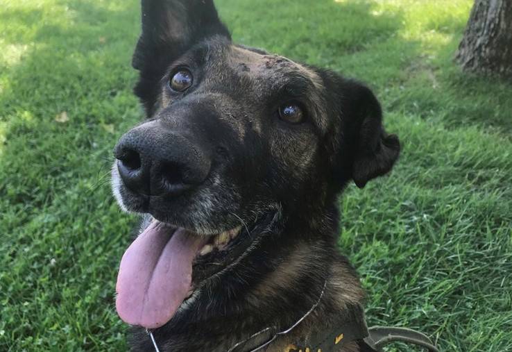 An 11-year-old Belgian Malinois named Ice, a highly decorated U.S. Forest Service police dog, i ...