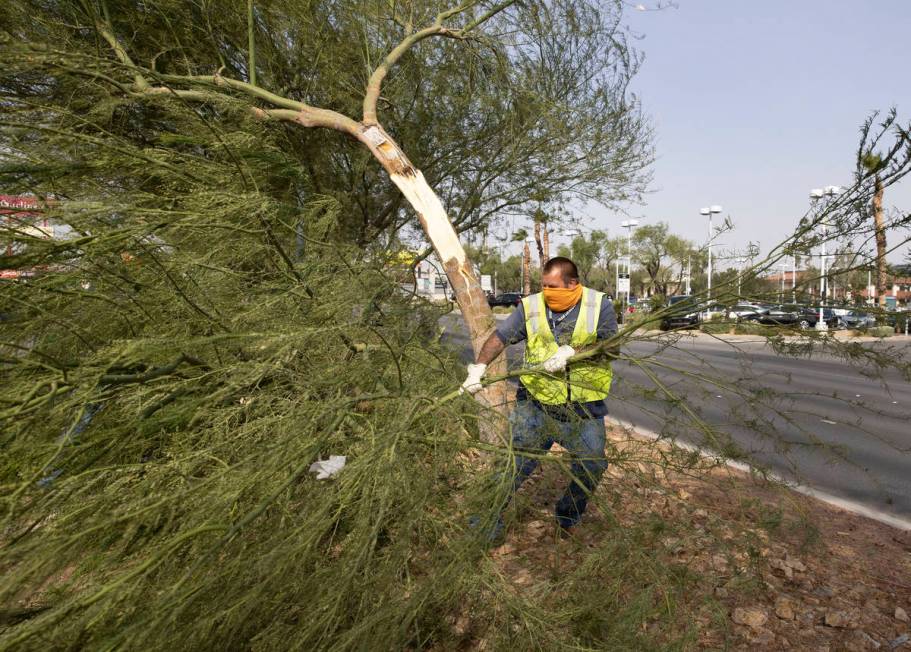 A Las Vegas city worker removes tree branches broken by strong wind on Sahara Avenue, near Jone ...