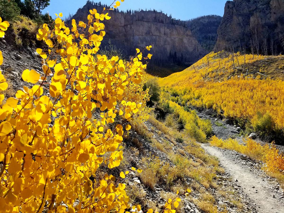 A river of golden aspen along the South Loop trail in early October 2019. (Natalie Burt Las Veg ...