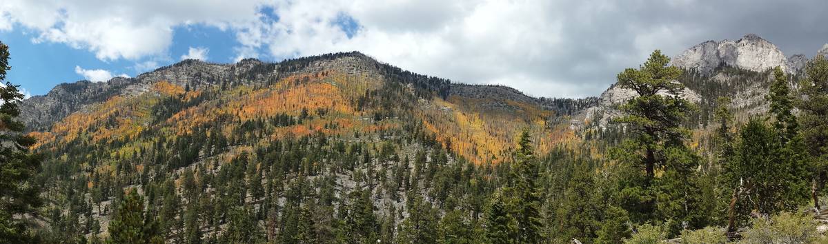 Aspen above 9,000 feet seen from the challenging Trail Canyon hike in a previous September. (Na ...