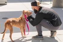 Nick Tomasella of Las Vegas, meets his potential new dog, Timmy, at The Animal Foundation in La ...