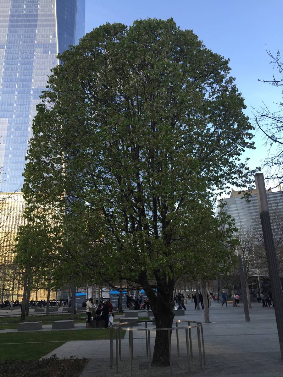 The 9/11 Survivor Tree on April 17, 2016, at the Sept. 11 memorial in New York City. (Carri Gee ...
