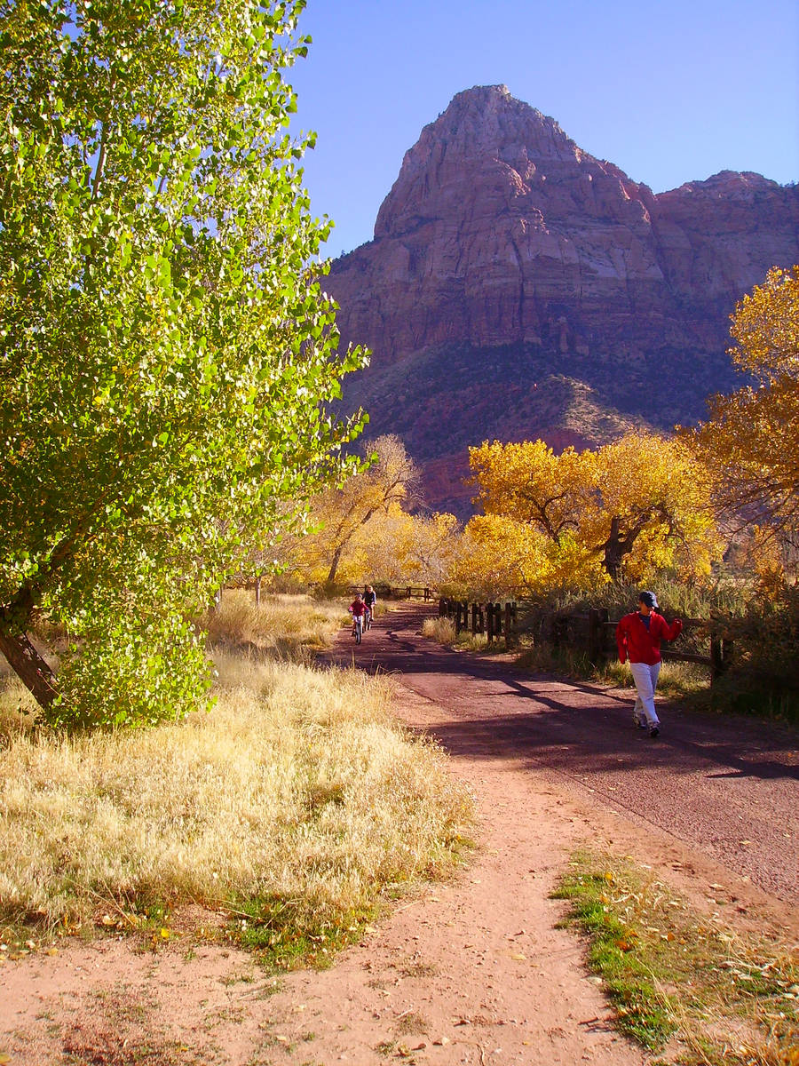 Peak foliage in the main area of Zion National Park usually runs from late October through earl ...