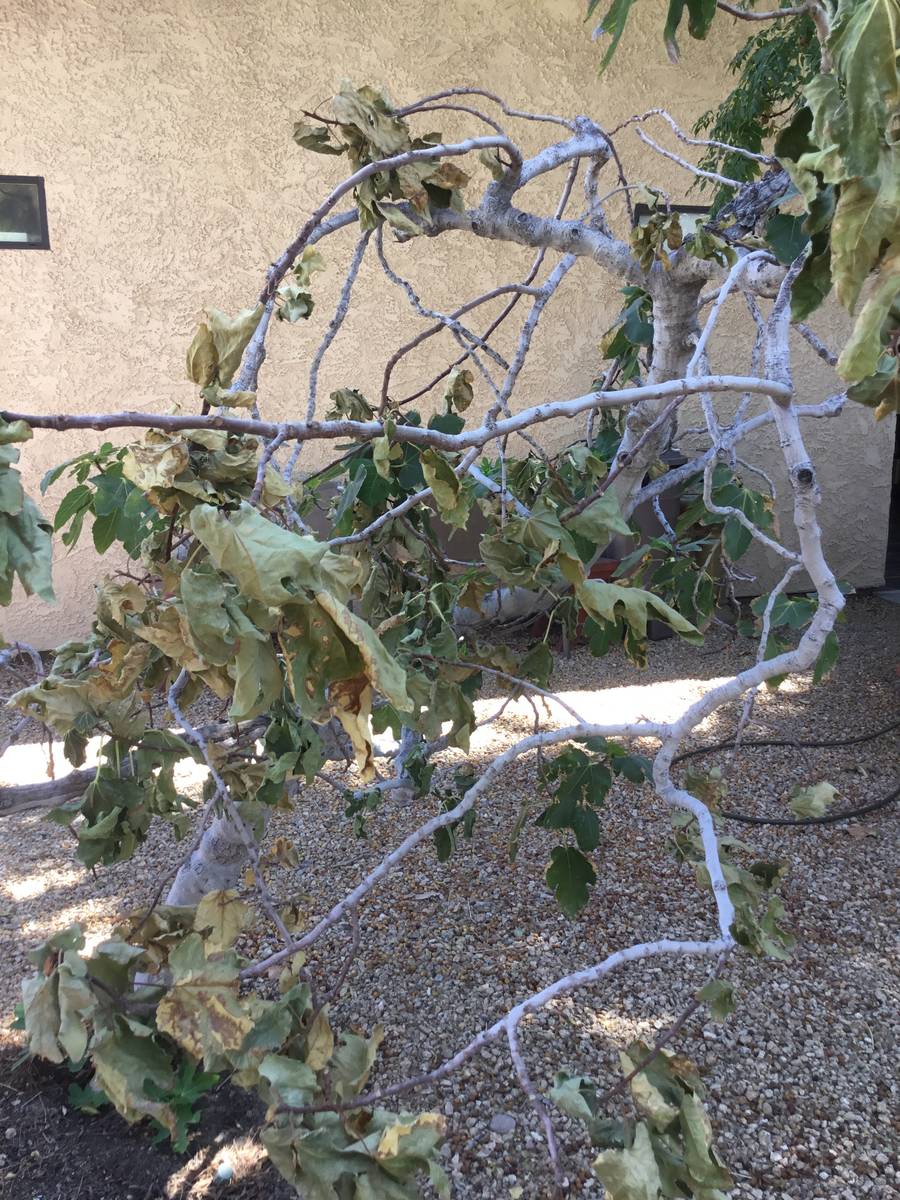 All it takes in this desert heat and low humidity is a few hours without water and leaves turn ...