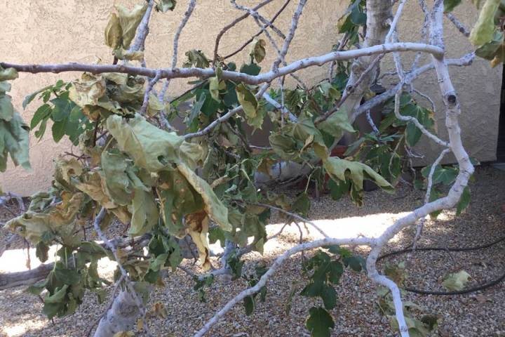 All it takes in this desert heat and low humidity is a few hours without water and leaves turn ...