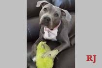 Athena was found chained and lifeless in a Las Vegas backyard before she was rescued and nursed ...