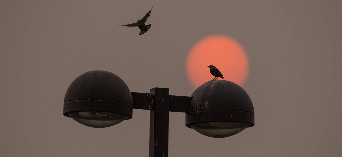 As the red sun colored by Western wildfires rises, a bird joins another on top of a light post ...