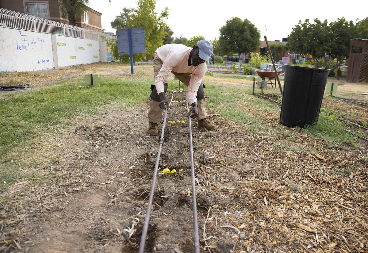 Gabriel Appenser, ground keeper at Vegas Roots, adjusts an irrigation system as he prepares the ...