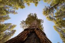 A skyward view shows the California Tunnel Tree, a giant sequoia in the Mariposa Grove at Yosem ...