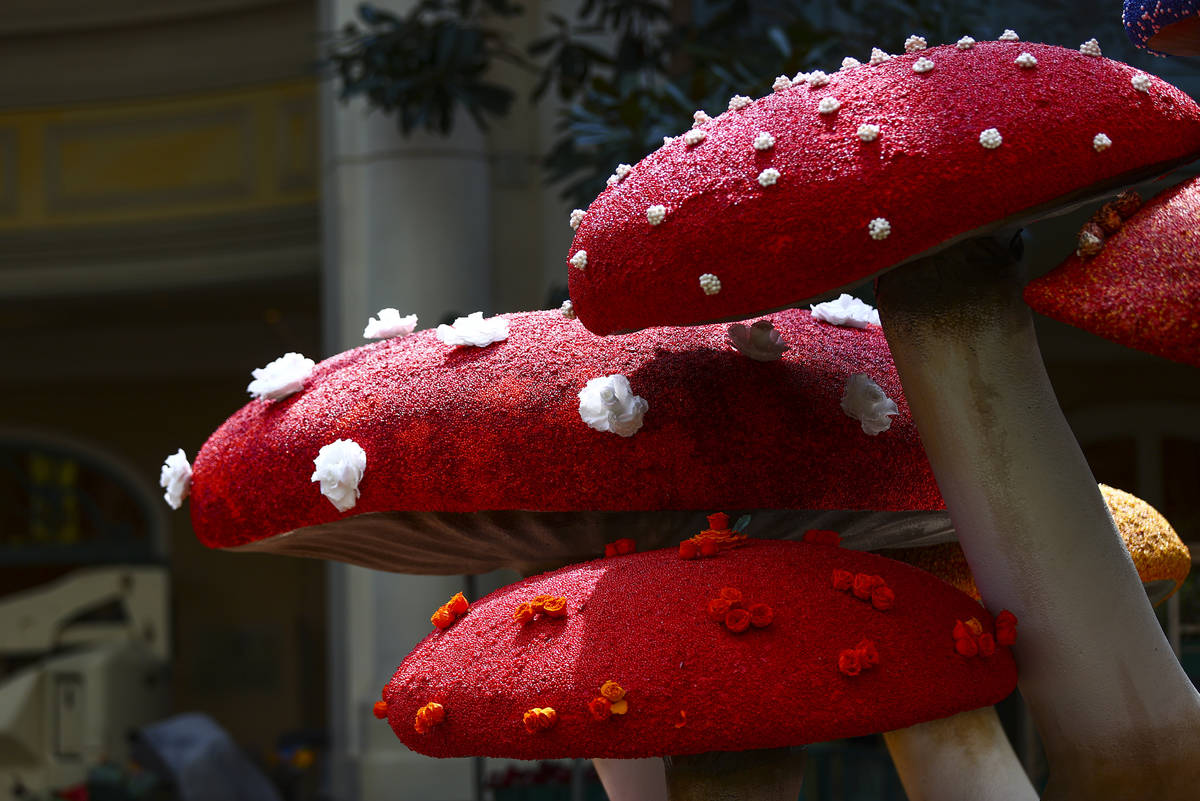 Mushrooms are in the "Into the Woods" fall display at the Bellagio Conservatory and Botanical G ...