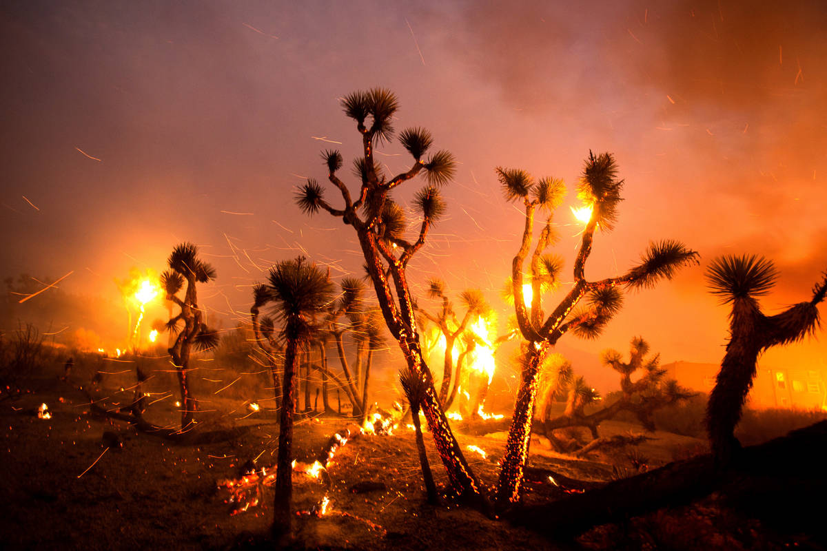 The wind whips embers from the Joshua trees burned by the Bobcat Fire in Juniper Hills, Calif., ...