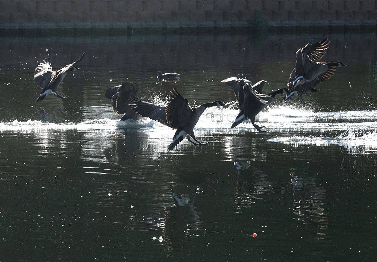 A flock of geese land on water at Sunset Park pond on Thursday, Sept. 24, 2020, in Las Vegas. W ...